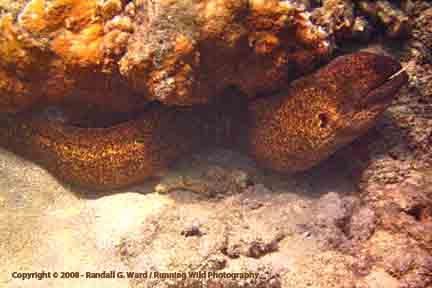 Moray Eel under coral - Snorkeling at 30 feet, Hanauma Bay, Oahu, Hawaii